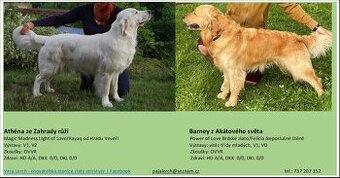 Zlatý retriever - štěňátka s PP