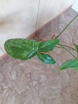 Syngonium 1 - 1