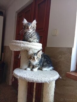 Mainská mývalí , MCO maine coon