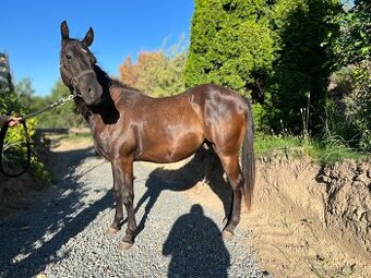 Valach QH
