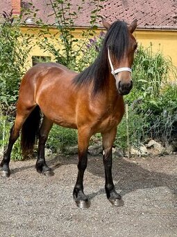 Klisna WELSH COB D