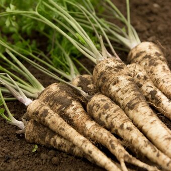 cibule, petržel, mrkev, - 1