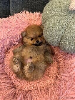 Pomeranian
