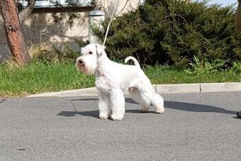 knírač malý bílý - krycí psi - 1