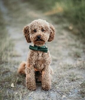 Krytí - Trpasličí Pudl Apricot, 2 roky, 5kg