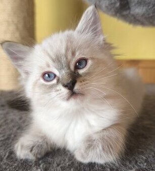 Ragdoll kocourek bez PP