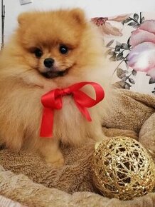 Krásný pomerian s PP a FCI