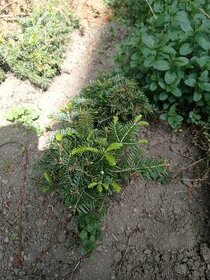 Sazenice Jedle kavkazská- celé zbylé svazky nebo i jiné