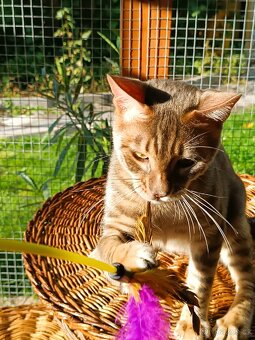 Vzácný MODRÝ Bengálský kocourek s PP