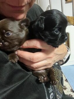 Čivava dlouhosrstá s PP FCI