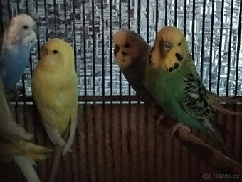 Prodám mladé andulky