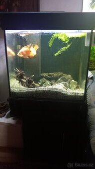 Akvarium 60x50x60 s cichlidami papouščími