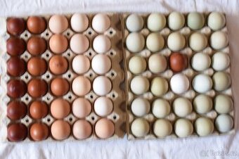 Násadové vejce mix