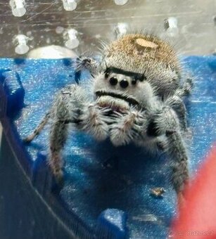 Skákavka královská - pidippus regius everglades + terarium