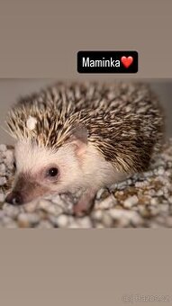 Prodám ježky i s klecí