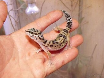 Gekončík noční (Eublepharis macularius)