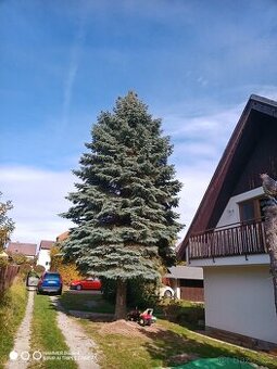 Vánoční strom stříbrný smrk