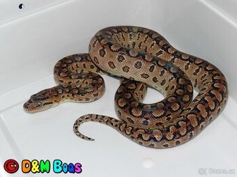 Epicrates cenchria alvarezi CB 5/2024