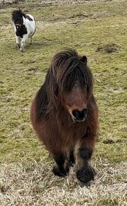 Mini pony-shetland-valach-KVH 80cm 7 let