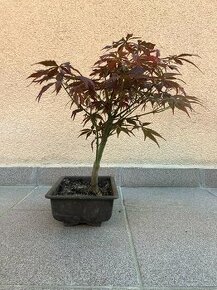 Bonsai, Bonsaj, japonský javor, skalky