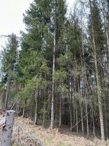 Prodám lesní pozemek k.ú. Hranické Loučky okr.Přerov - 1