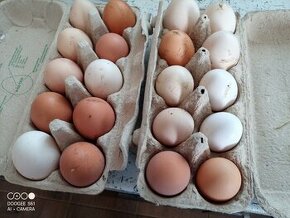 prodáme domácí vejce vajíčka možno i do líhně