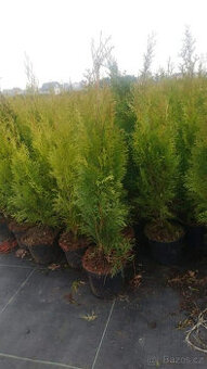 Thuje odrudy smaragd 60-80cm