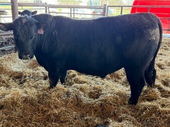 Aberdeen Angus