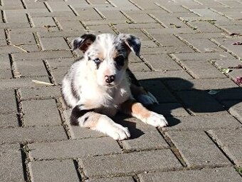 Border kolie