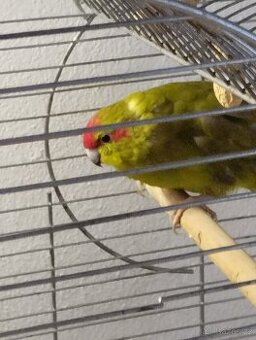 Ptactvo