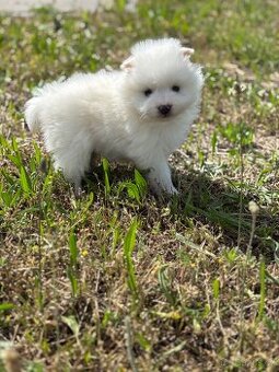 pomeranian
