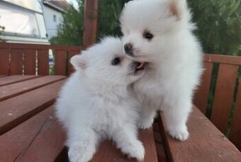 pomeranian