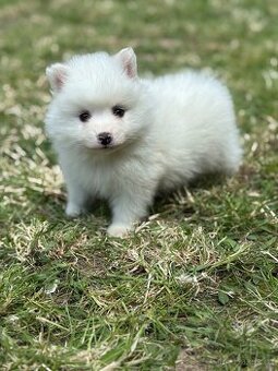 pomeranian