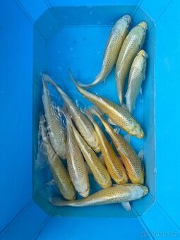 Koi kapři