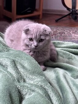 Skotská koťatká: Scottish fold a Scottish straight