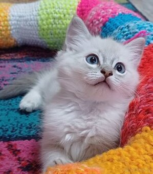 Ragdoll