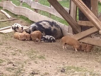 Selata Kune kune na chov i maso.Vaha Kom 25 kg