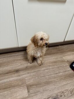 Maltipoo pejsek