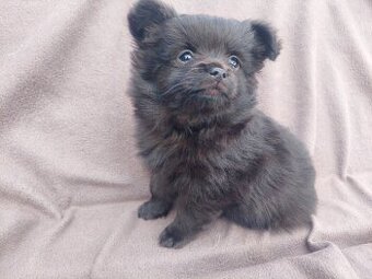 Pomeranian