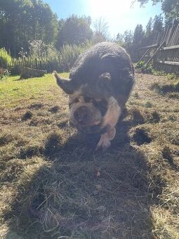 Kune-Kune kanec