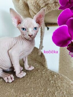 Sphynx kočička