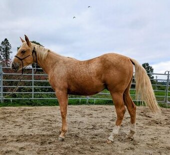 Quarter horse valach