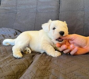 Knírač malý bílý s PP