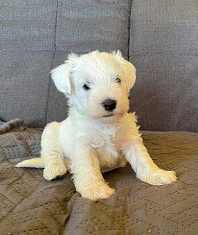 Knírač malý bílý s PP