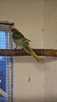 Rosela přírodní straka/modrá, zlatá?