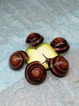 Africký šnek caracolus Salomon Cuba střílet