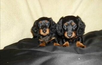 Jezevčík dlouhosrstý trpasličí