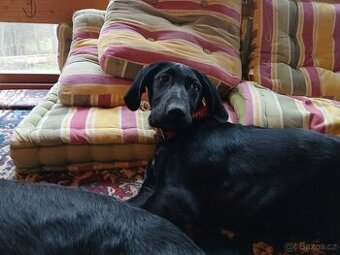 ŠTĚŇÁTKO, ŠTĚŇÁTKA, ŠTĚŇATA, ŠTĚŇE K ODBĚRU - 1