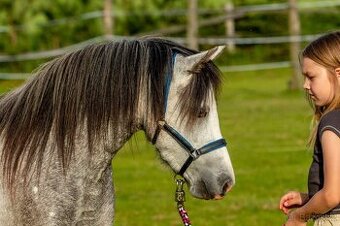 5-letá welsh mountain pony klisna