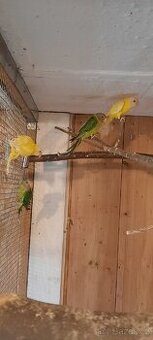 Alexandr rudohlavý - 1